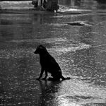 FILOSOFI ANJING: Inilah 5 Inspirasi Hidup Yang Penting  Di Tahun Anjing